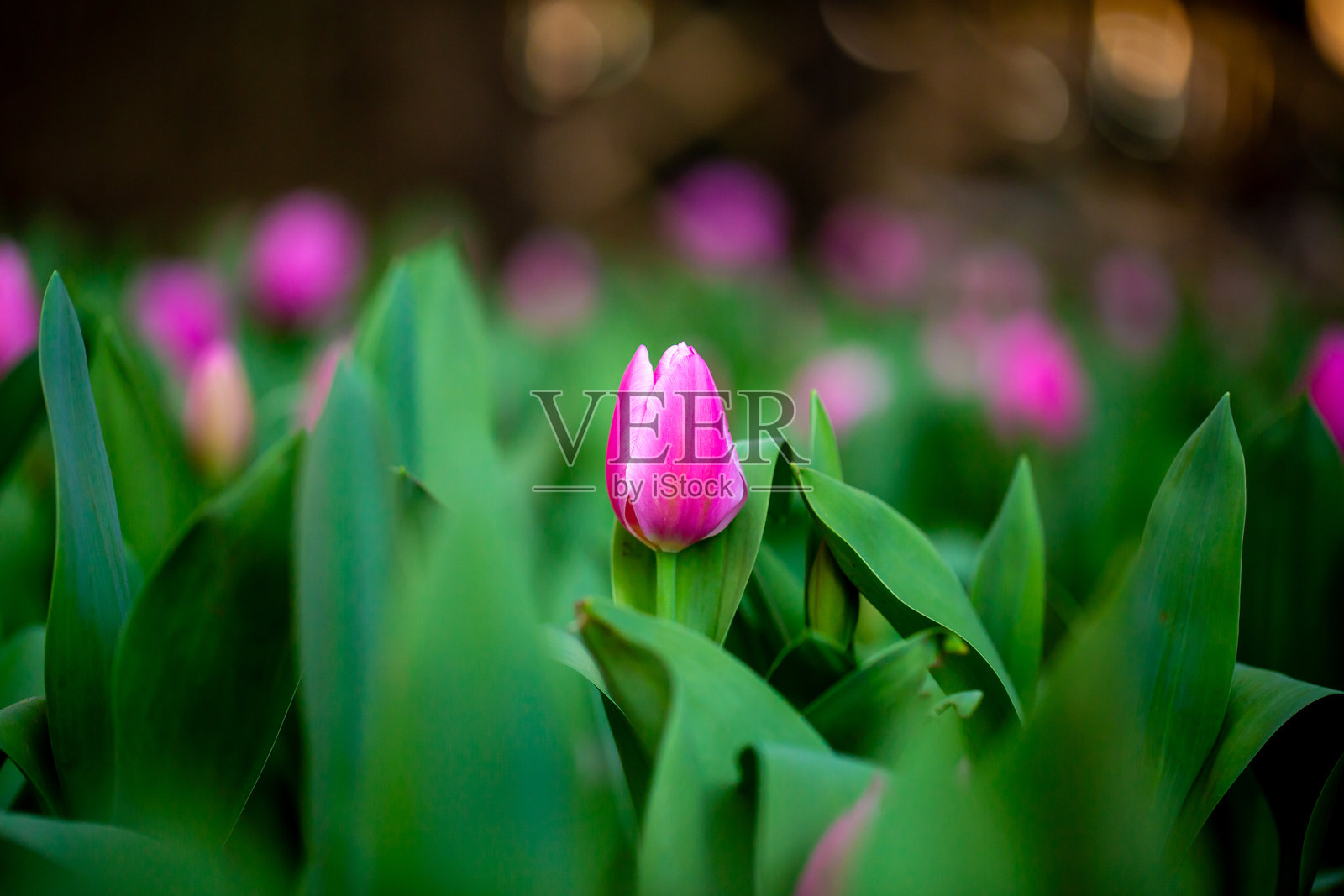 郁金香照片摄影图片