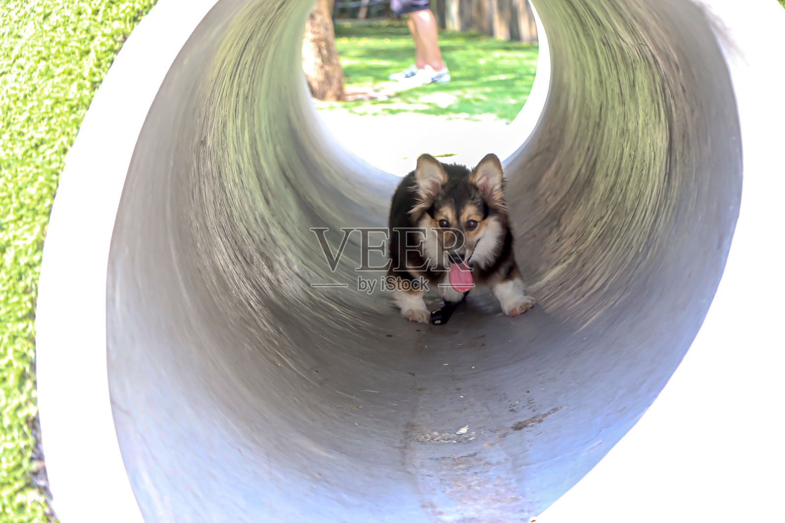 隧道里有一只可爱迷人的狗狗照片摄影图片