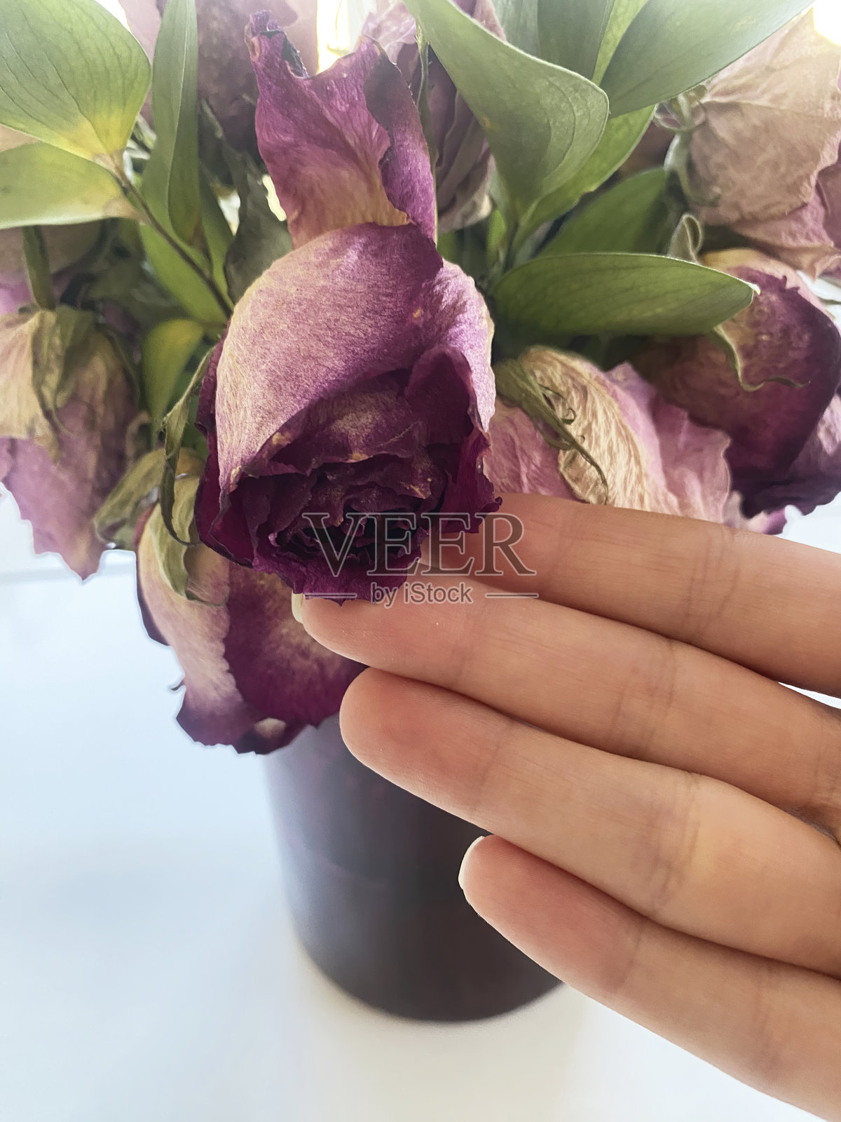 桌子上花瓶里的枯萎玫瑰照片摄影图片