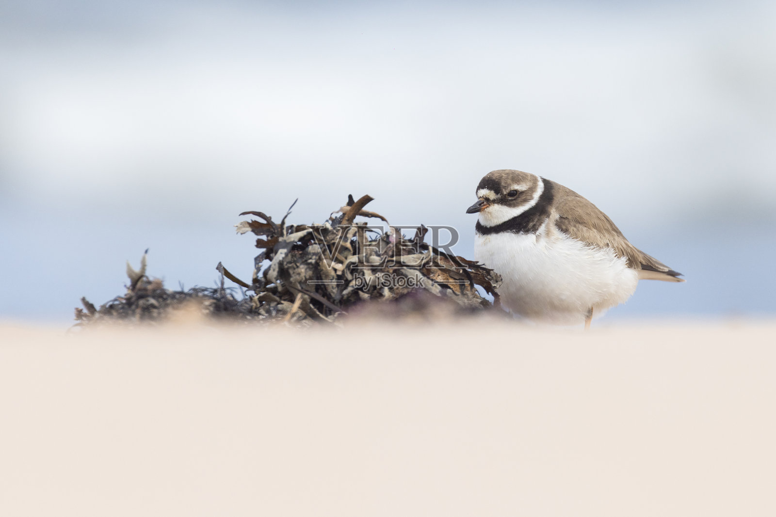 管嘴 plover (Charadrius melodus)照片摄影图片