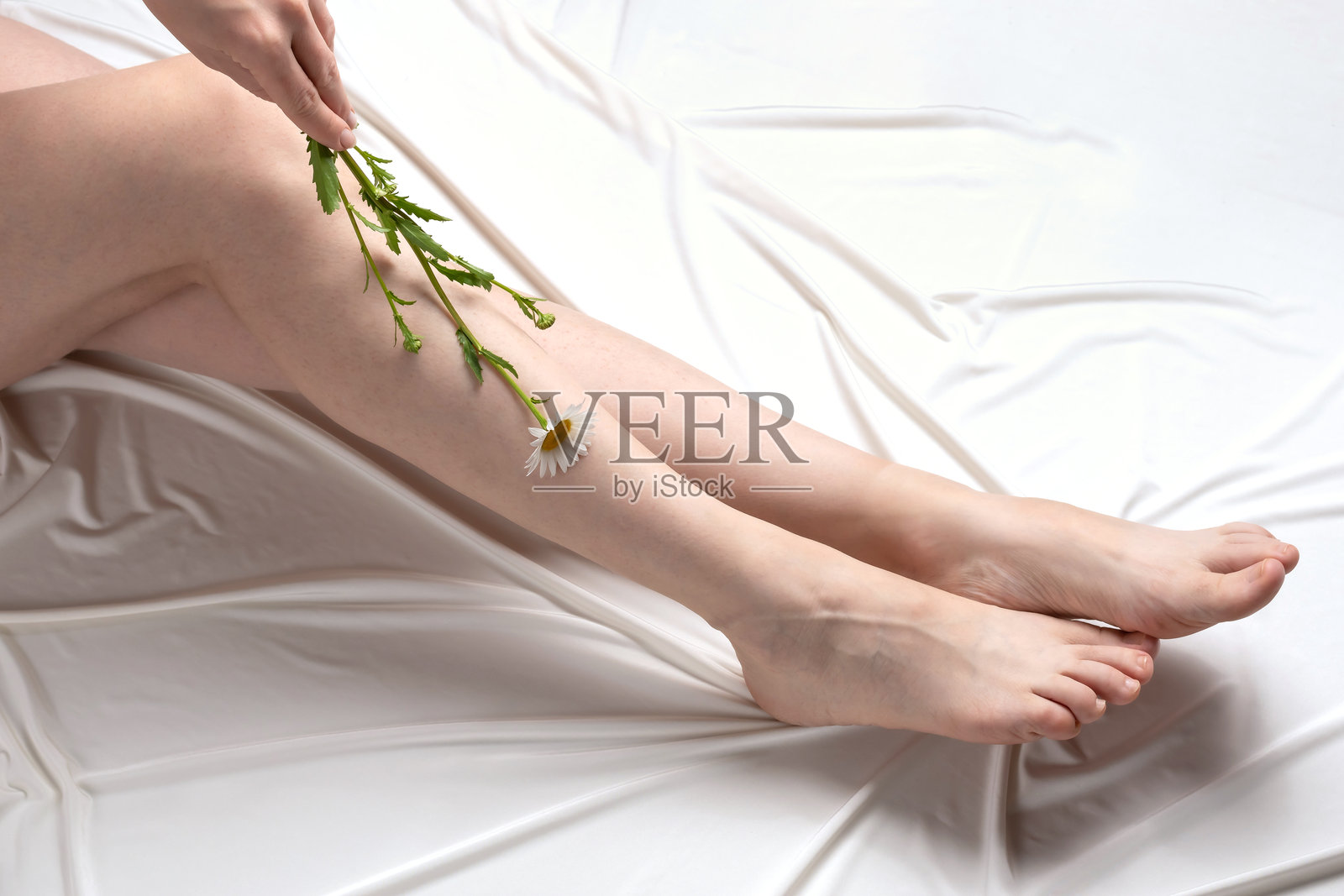 护肤。含有洋甘菊提取物的护肤油概念照片摄影图片