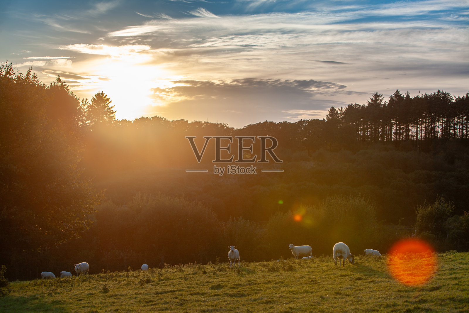 羊照片摄影图片