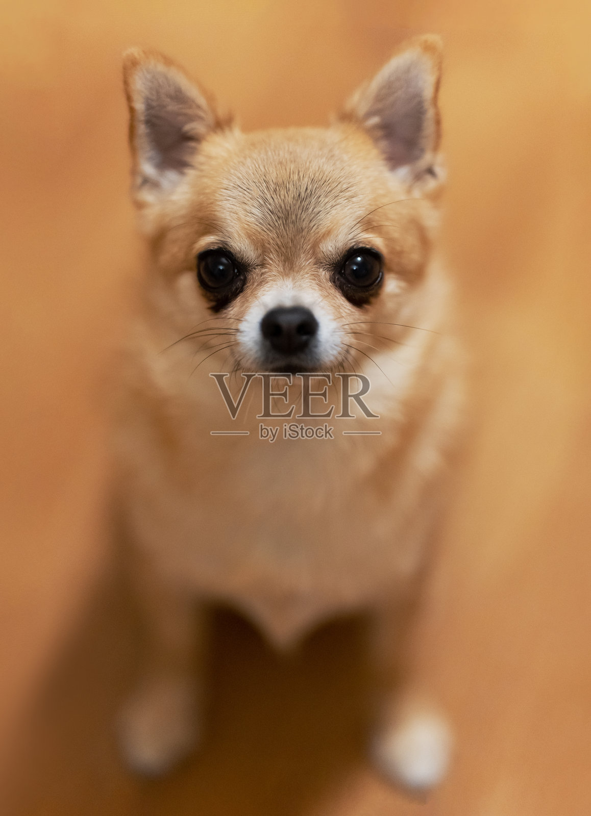 坐着的吉娃娃肖像。照片摄影图片