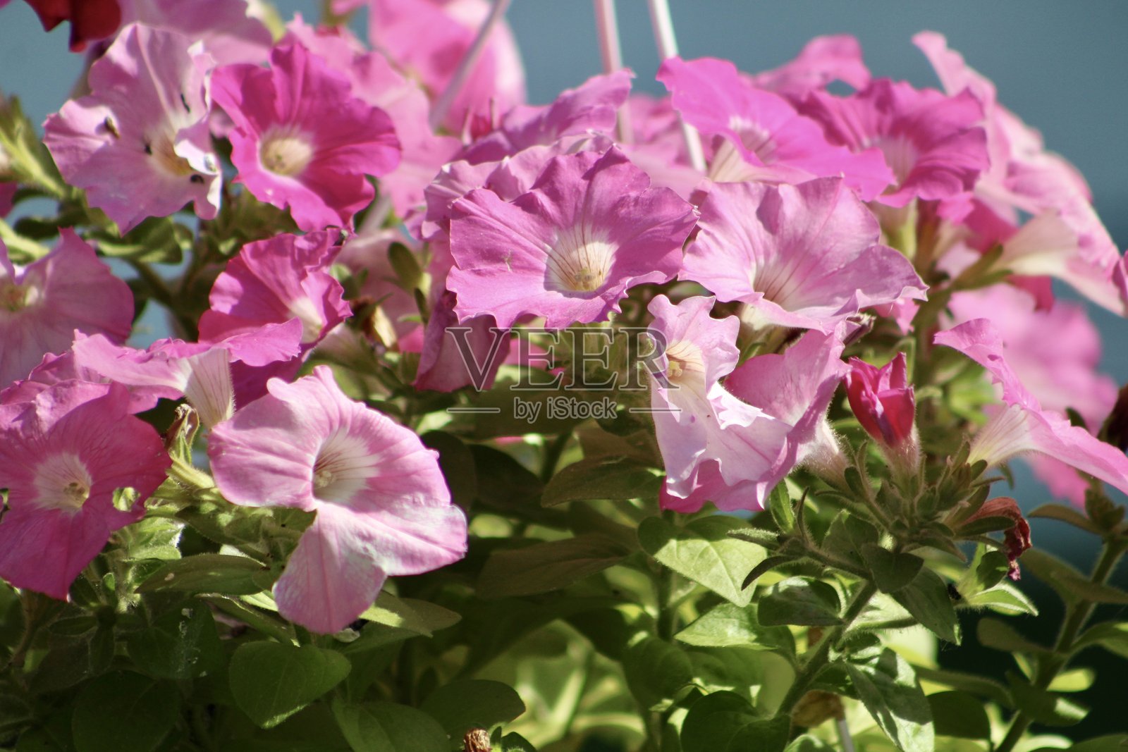 矮牵牛照片摄影图片