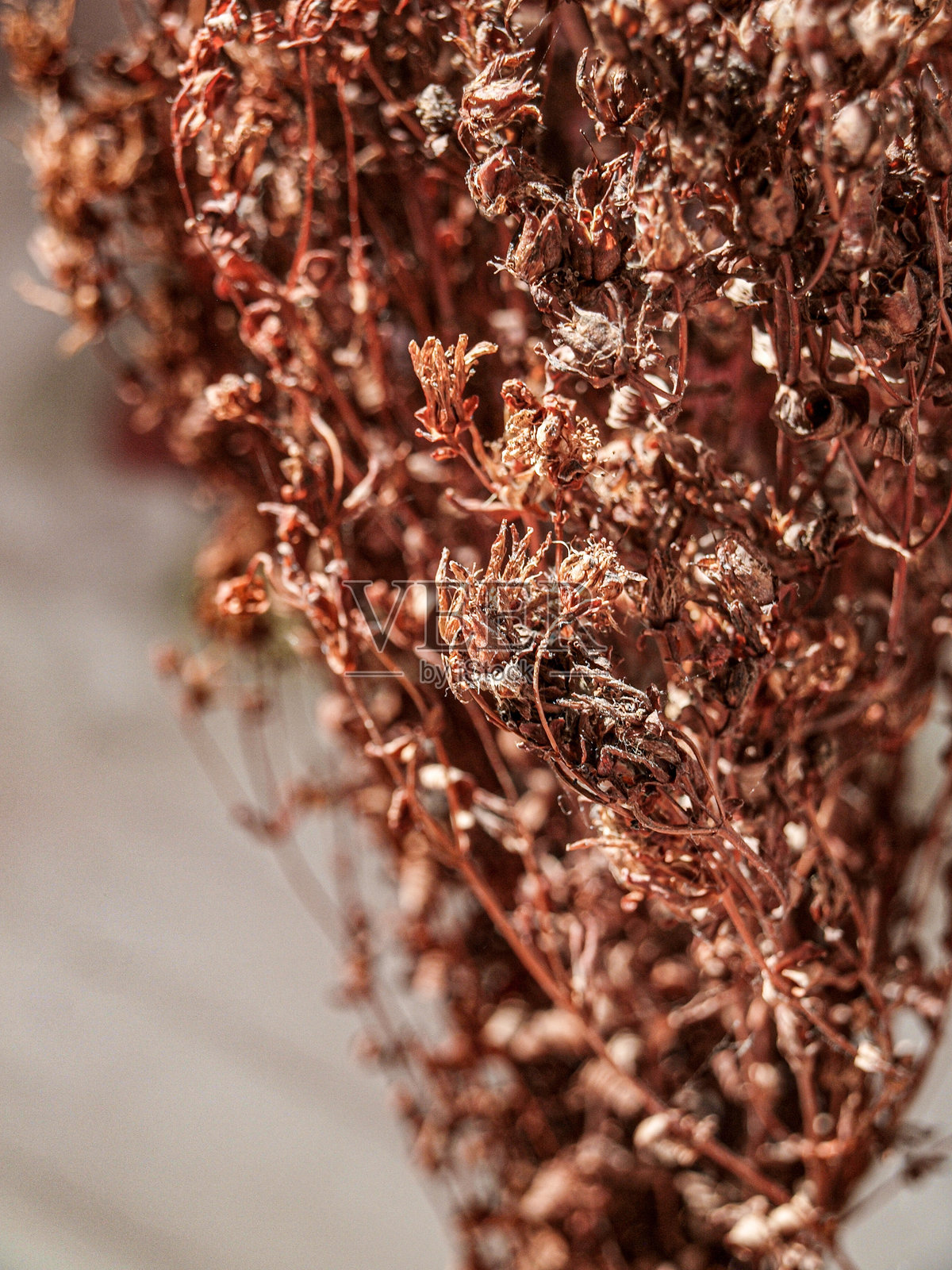 美丽的小卷曲圣约翰草叶子在干花束中照片摄影图片