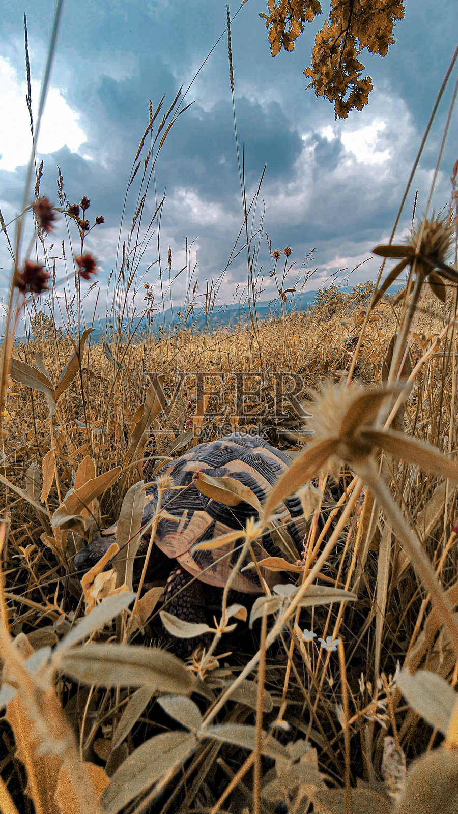 草地上的乌龟照片摄影图片