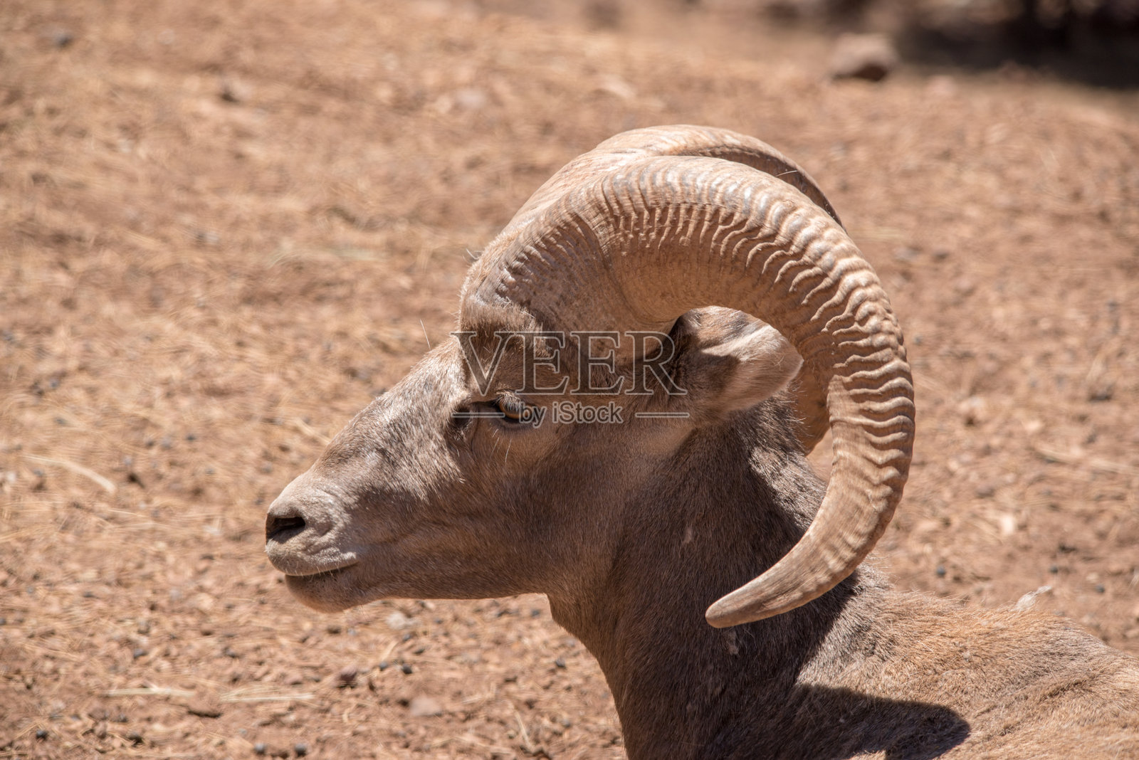 沙漠大角羊照片摄影图片