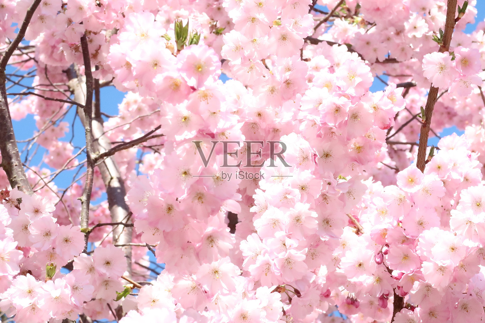 樱花海洋照片摄影图片