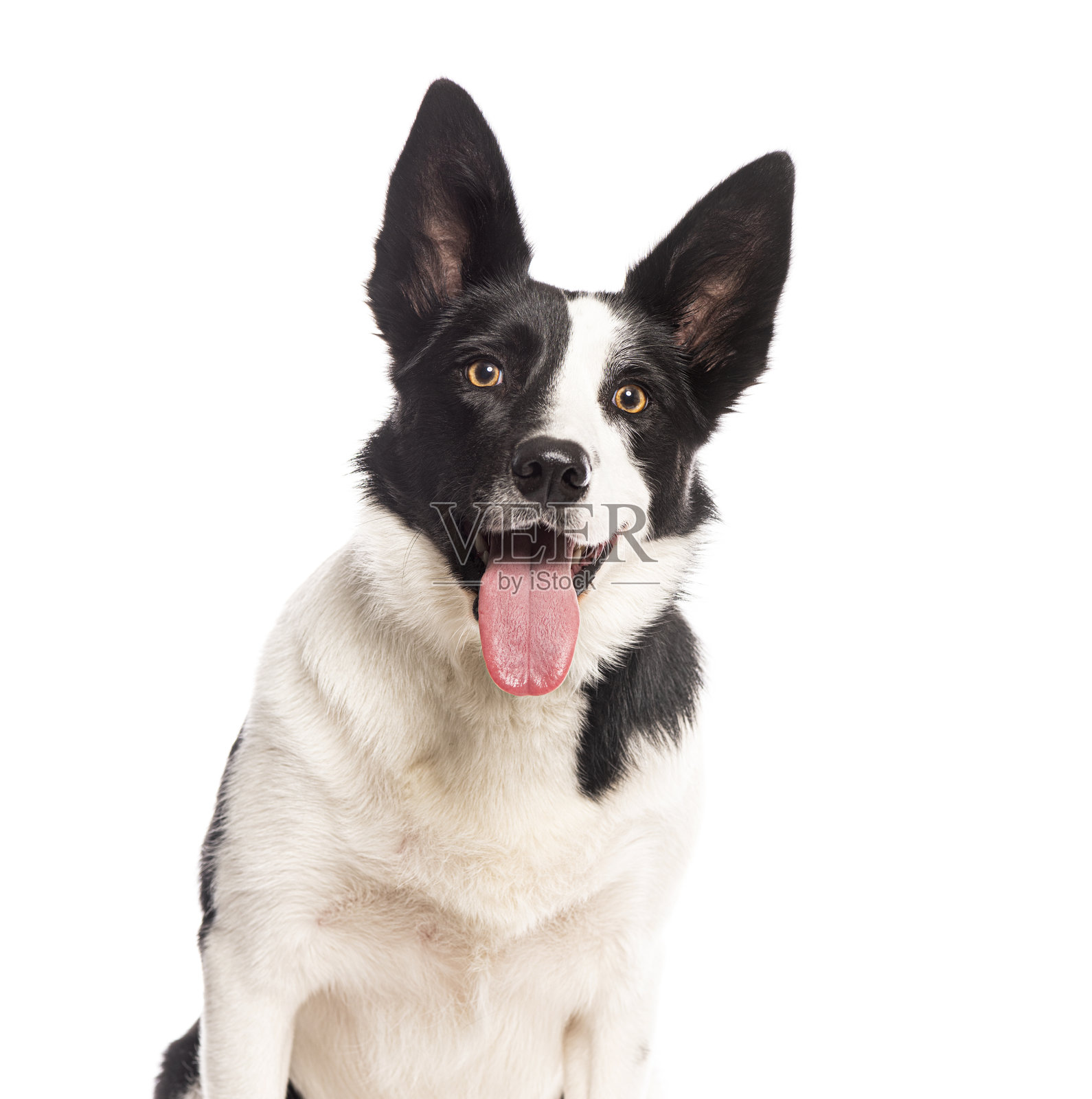 一只边境牧羊犬的特写镜头,正在喘气,背景为白色。照片摄影图片