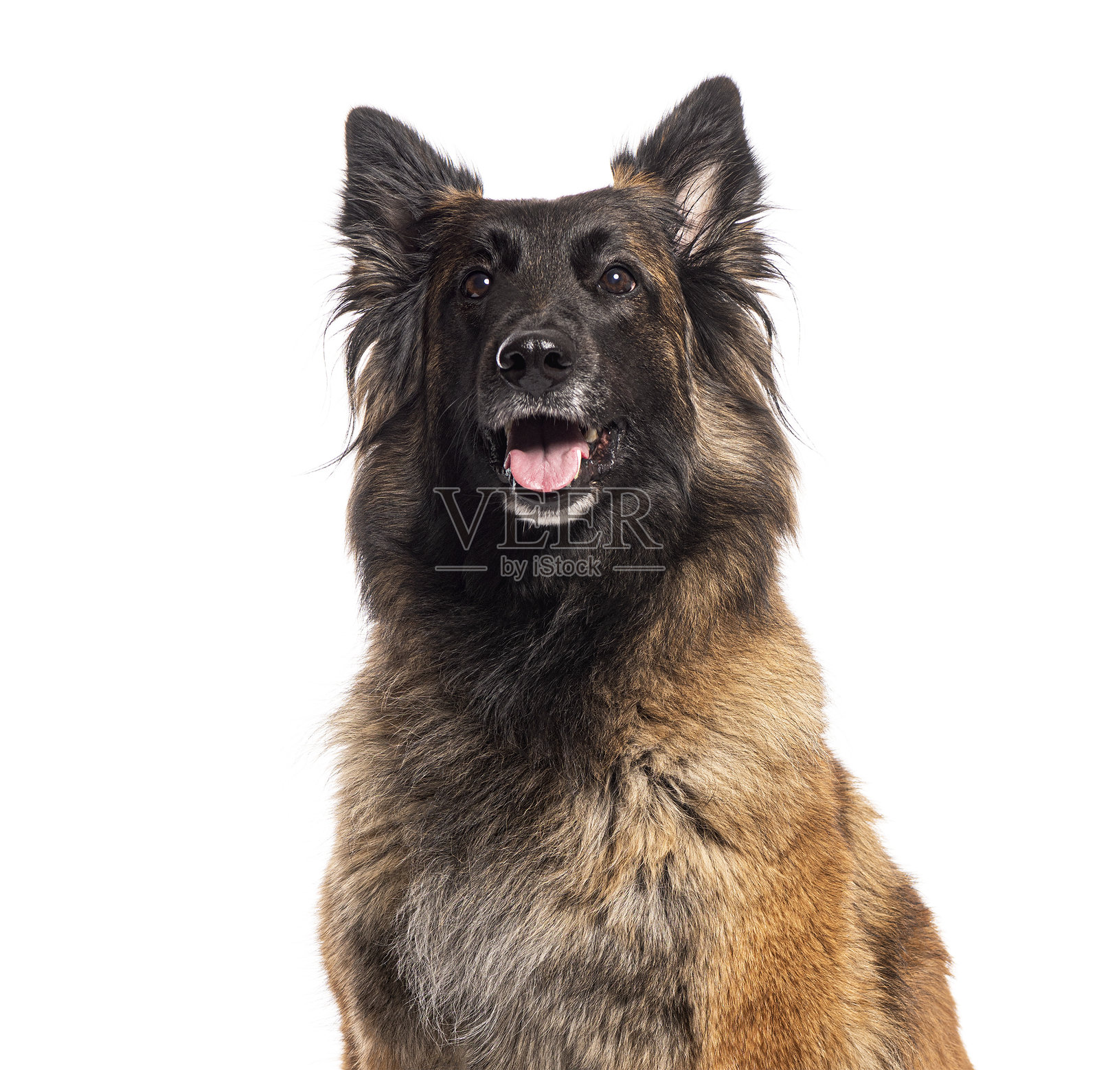 比利时牧羊犬,特尔维伦,喘气并在白色背景上显得快乐照片摄影图片