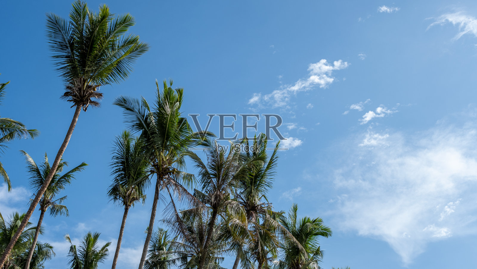 棕榈树与蓝天白云相映成趣照片摄影图片