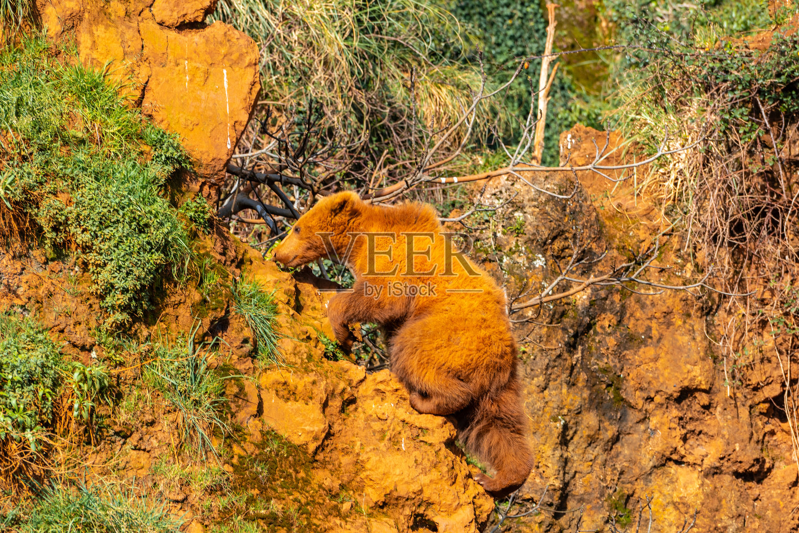 一只棕熊正在攀爬一座岩石山丘照片摄影图片