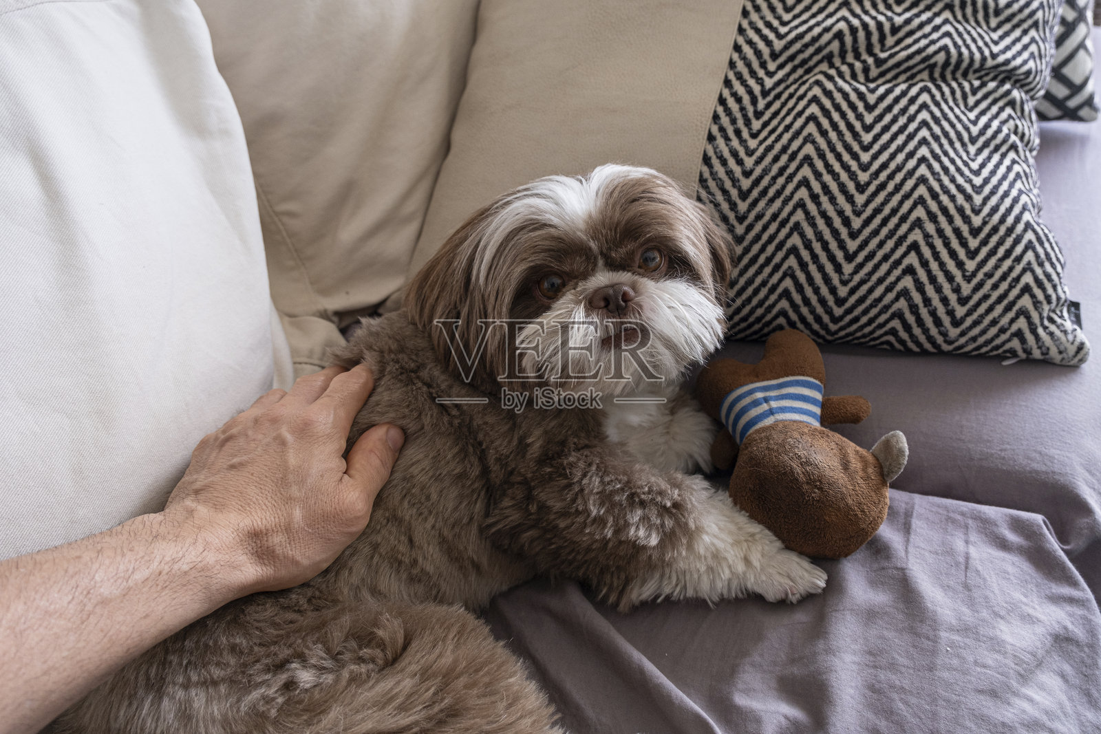 西施犬,躺在沙发上,旁边有它的毛绒玩具,认真地看着镜头。照片摄影图片