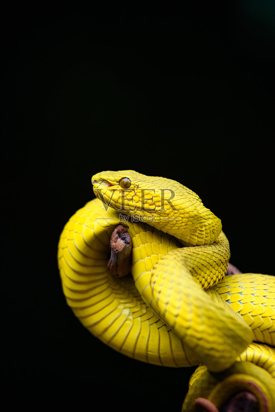 岛屿蝰蛇照片摄影图片
