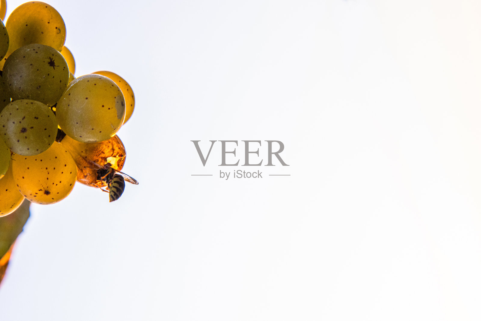 金色葡萄串和忙碌的蜜蜂在金色时光的傍晚光线下。蜜蜂或黄蜂正在品尝甜美的雷司令或西尔瓦纳葡萄。日落时的葡萄园场景。德国,弗兰肯,巴伐利亚州,维尔茨堡。留白空间。照片摄影图片