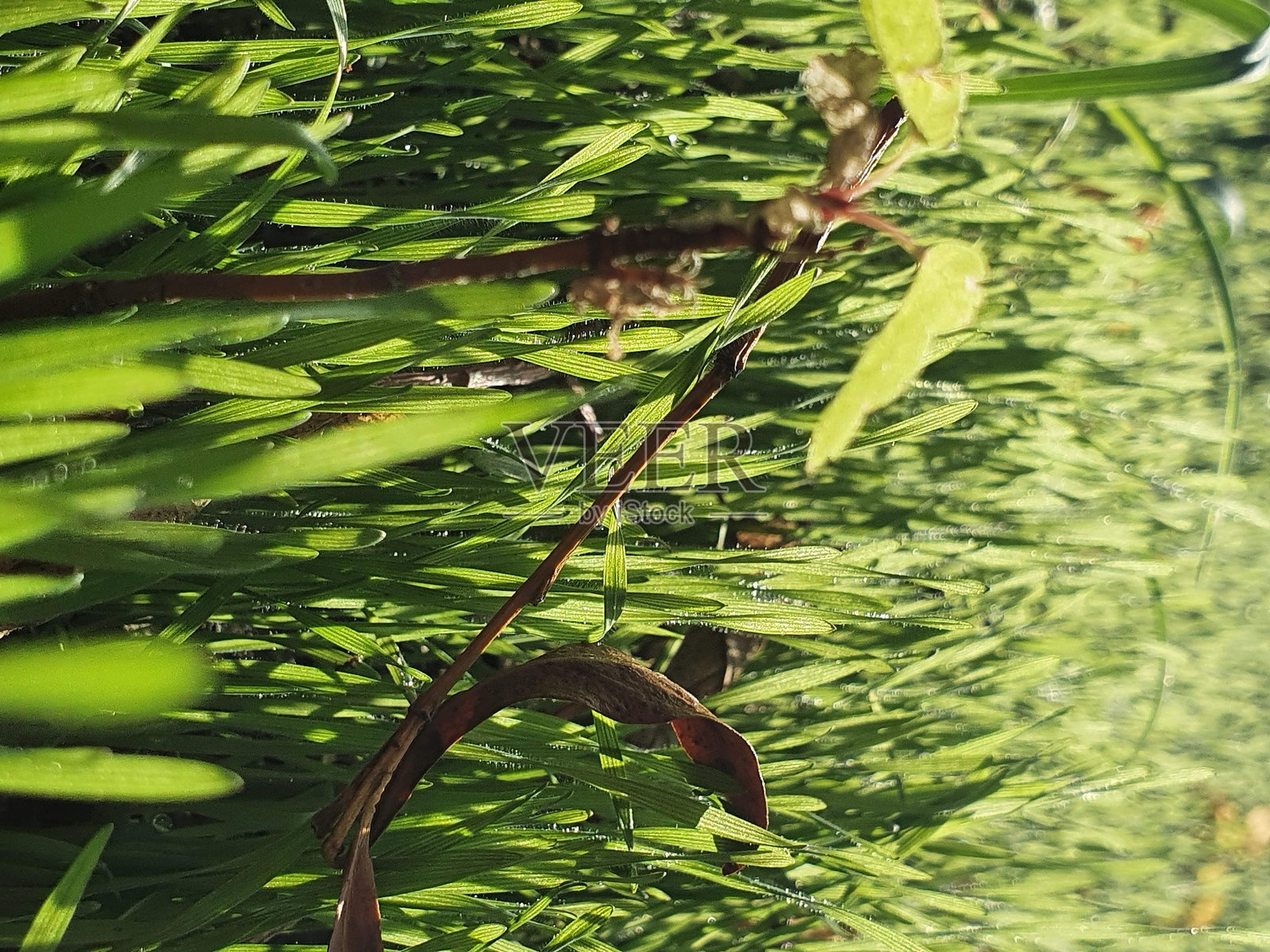 草地和阳光照片摄影图片