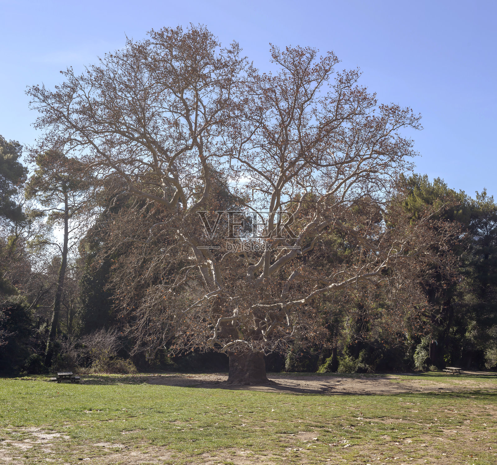 一棵巨大的梧桐树在山中生长成林照片摄影图片
