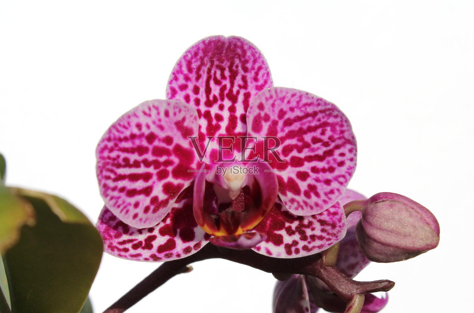 粉色的万代兰花朵与白色背景相映衬照片摄影图片