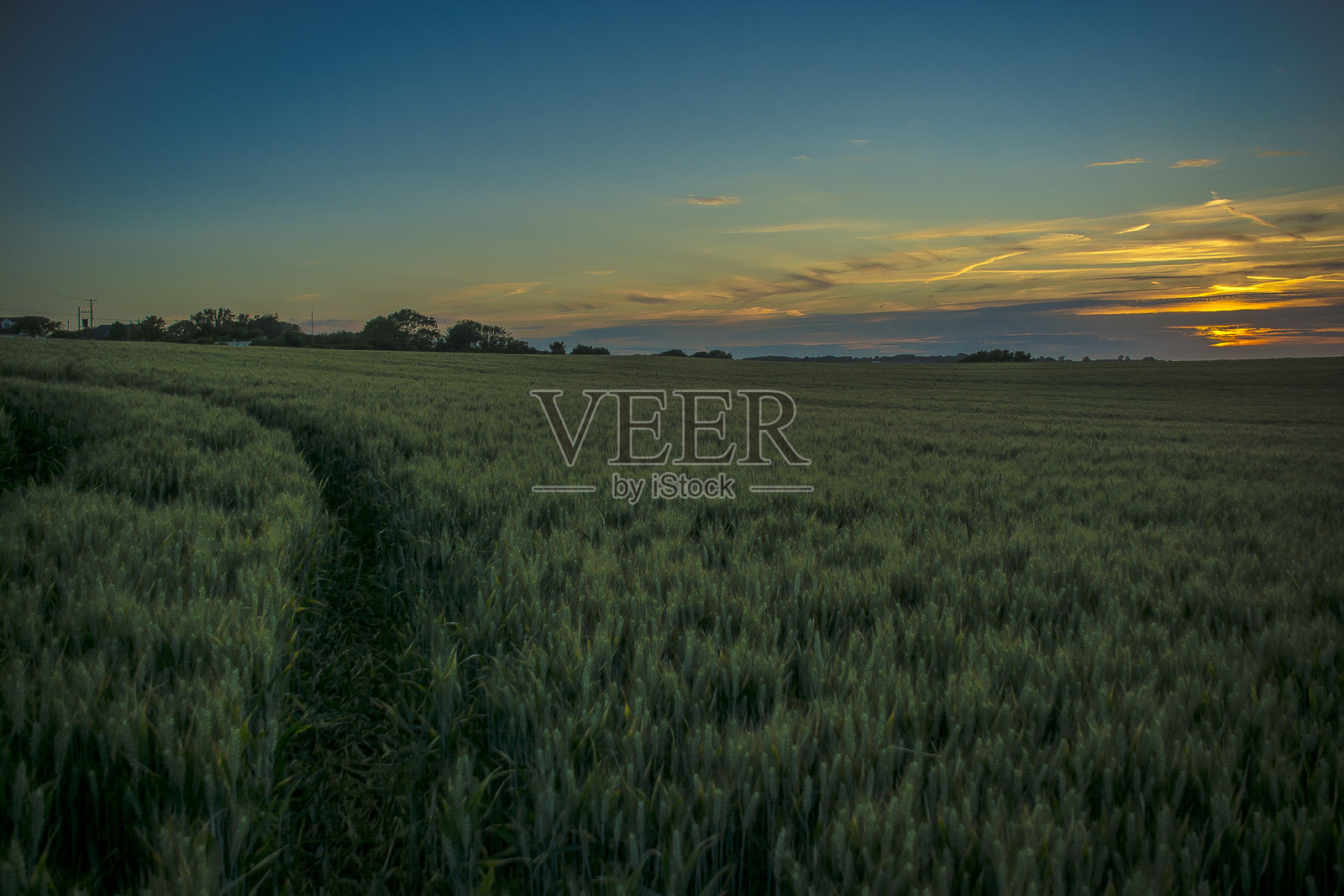 玉米田的日落照片摄影图片