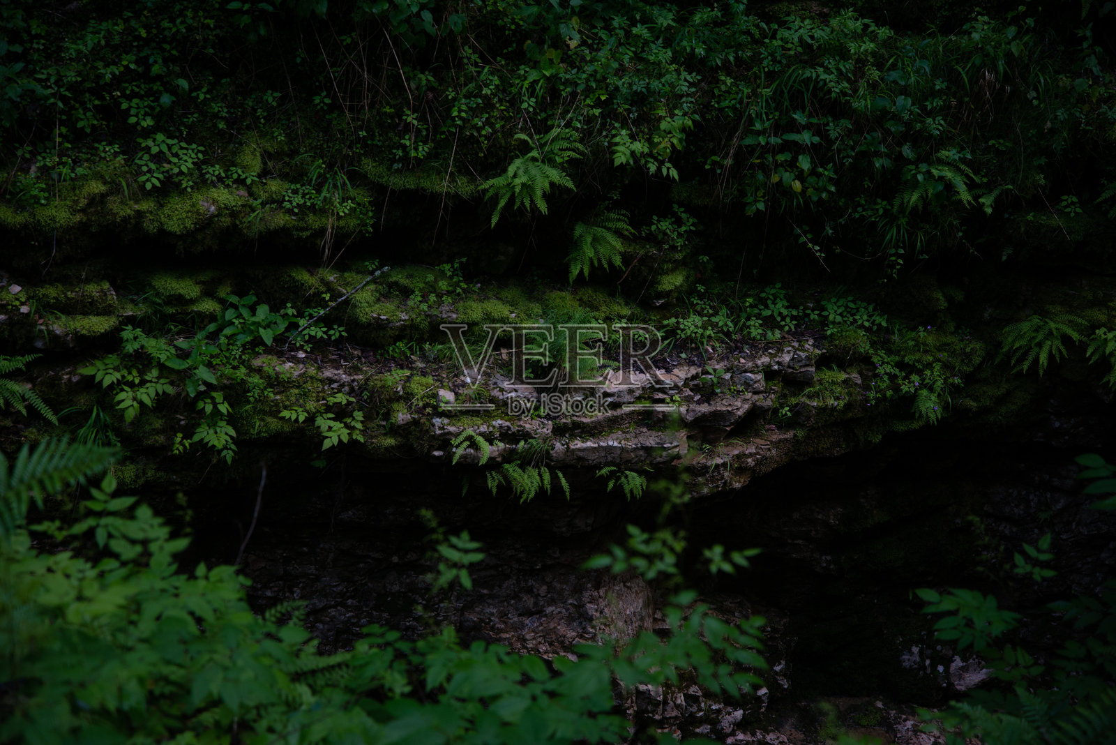 高加索国家公园。美丽的自然。春天。照片摄影图片