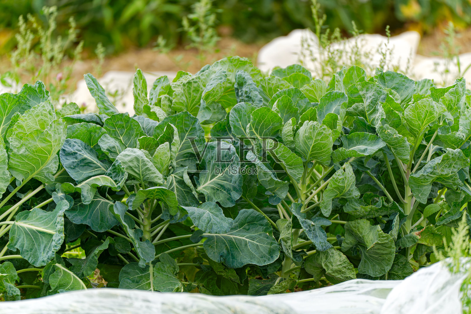瑞士农场夏日田野上新鲜有机蔬菜的高角度视图。照片摄影图片