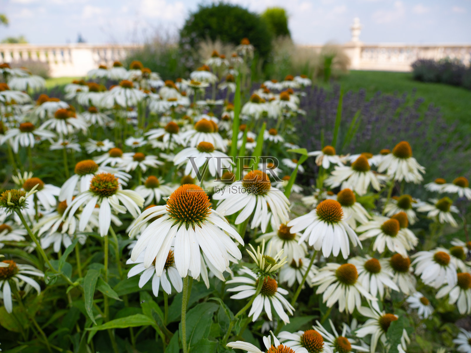 夏季花园中盛开的白色锥花丛照片摄影图片