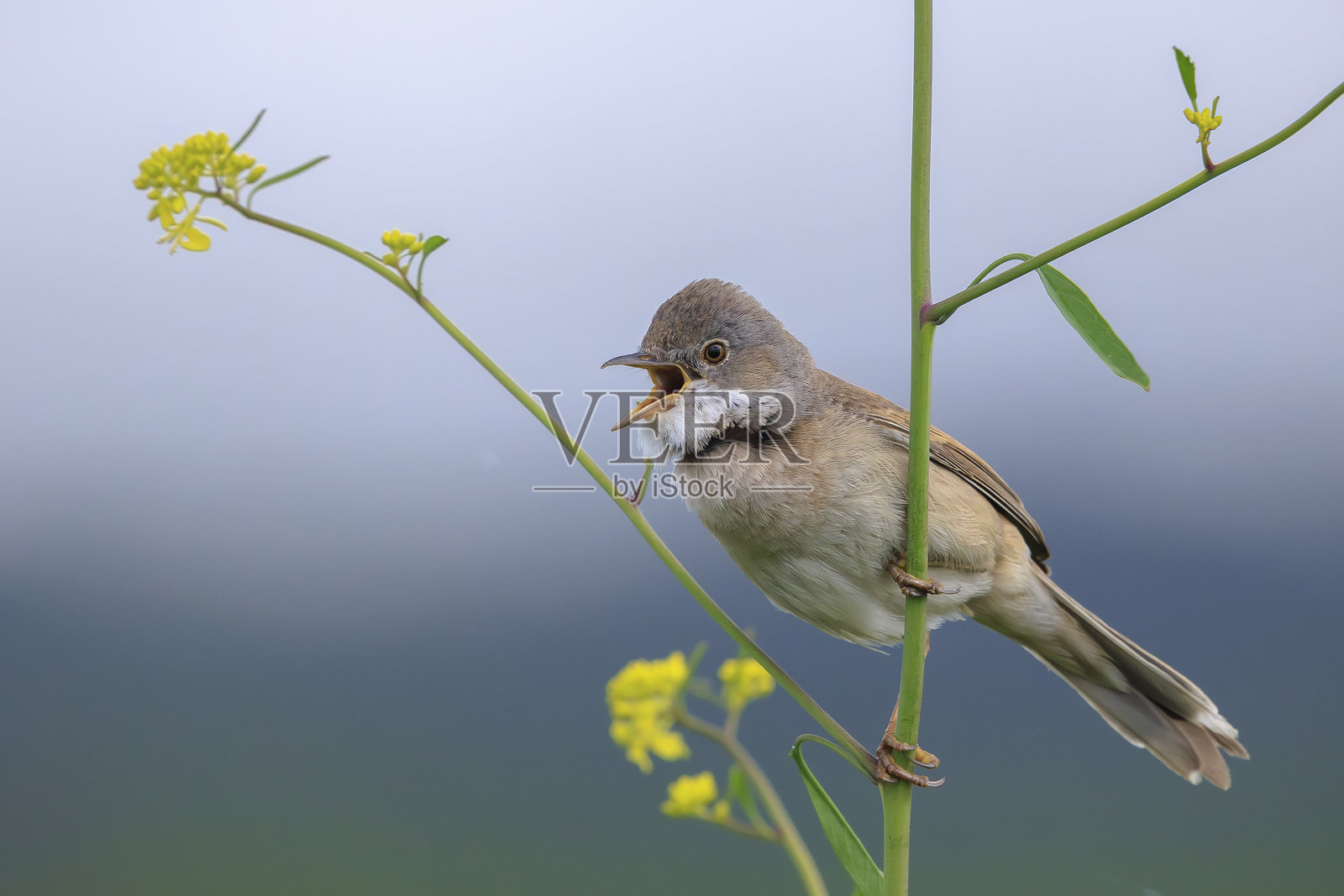 在草地上觅食的白喉鸟照片摄影图片