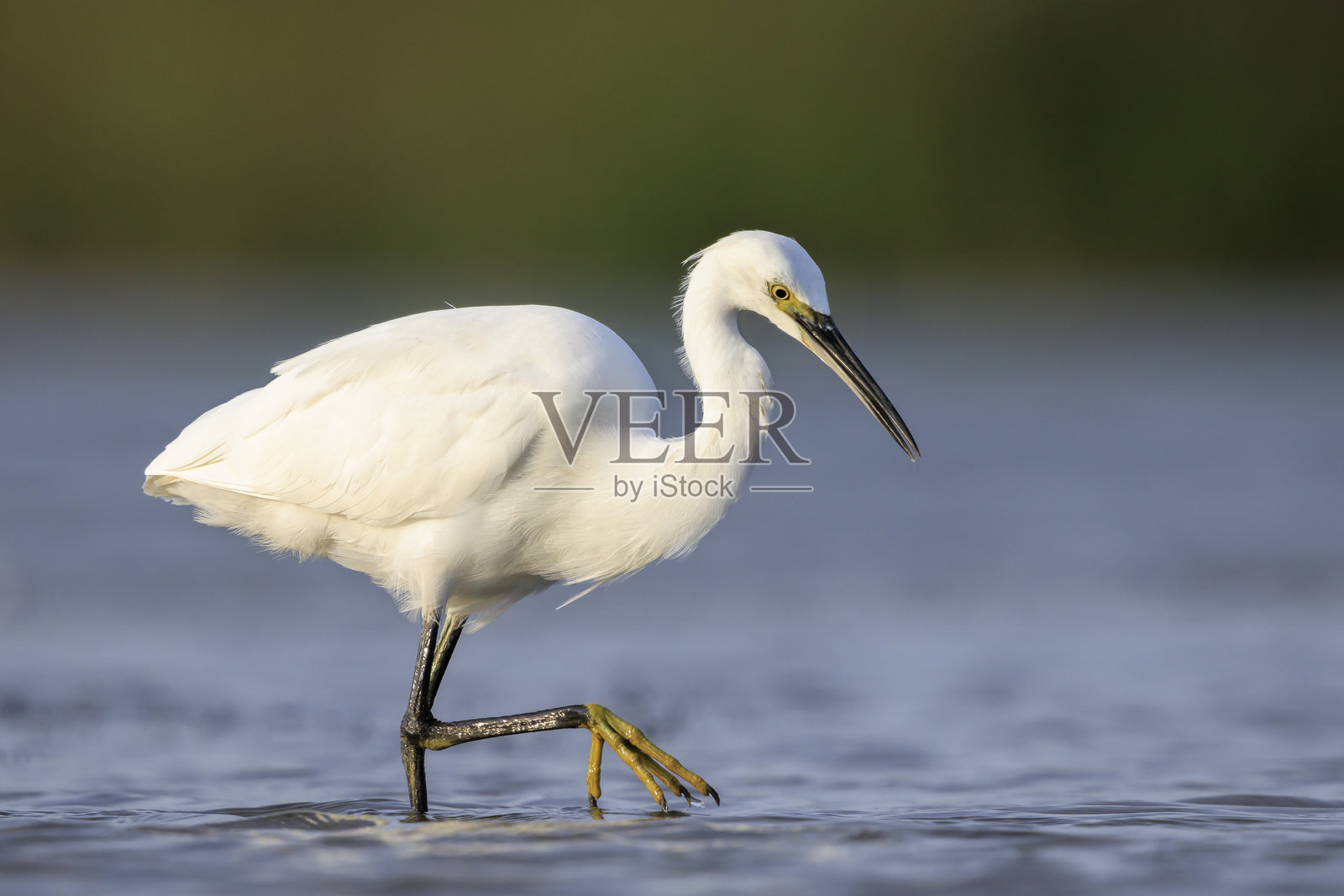 小白鹭,白鹭,捕食觅食猎捕照片摄影图片