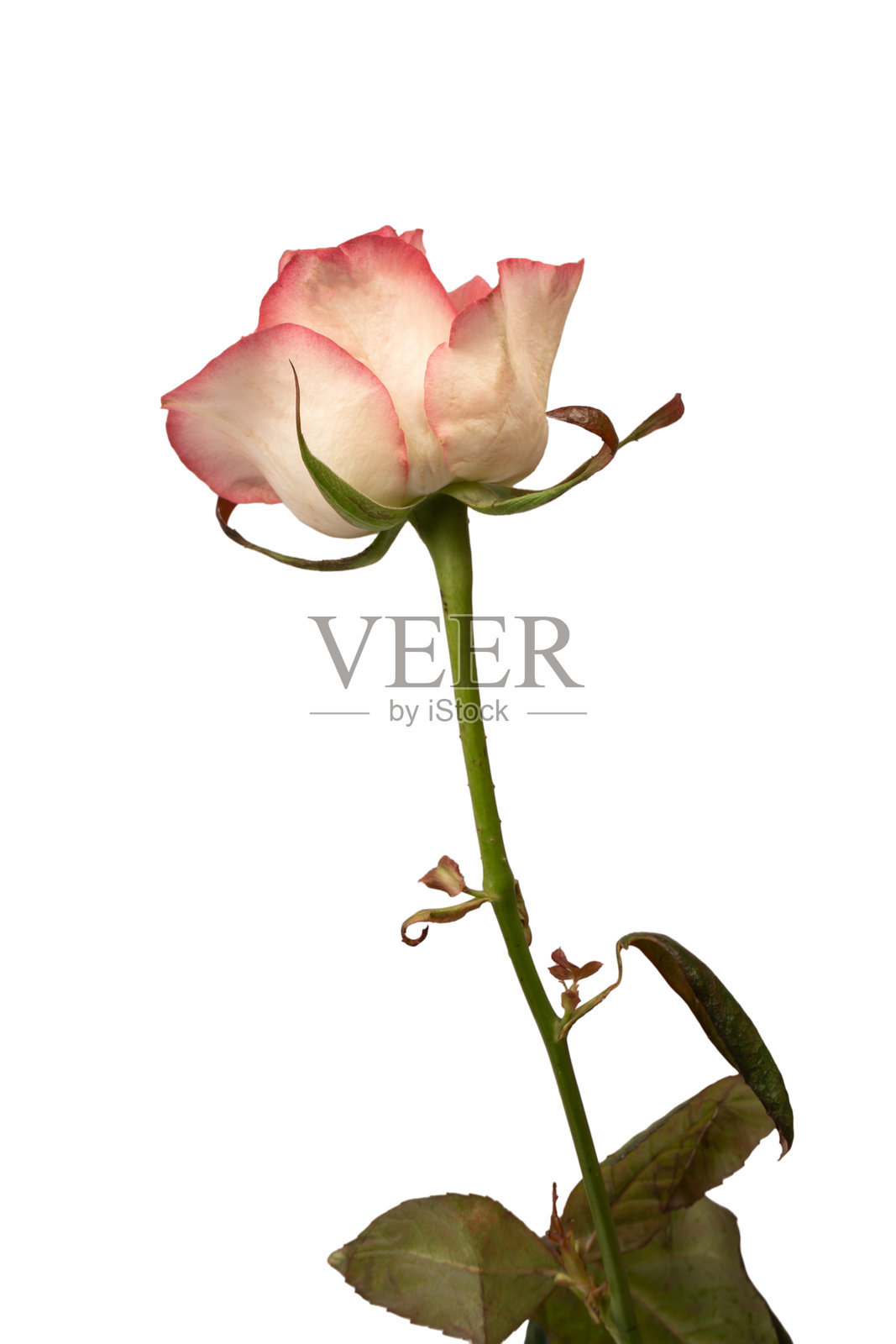 粉白色美丽玫瑰孤立在白色背景上。照片摄影图片