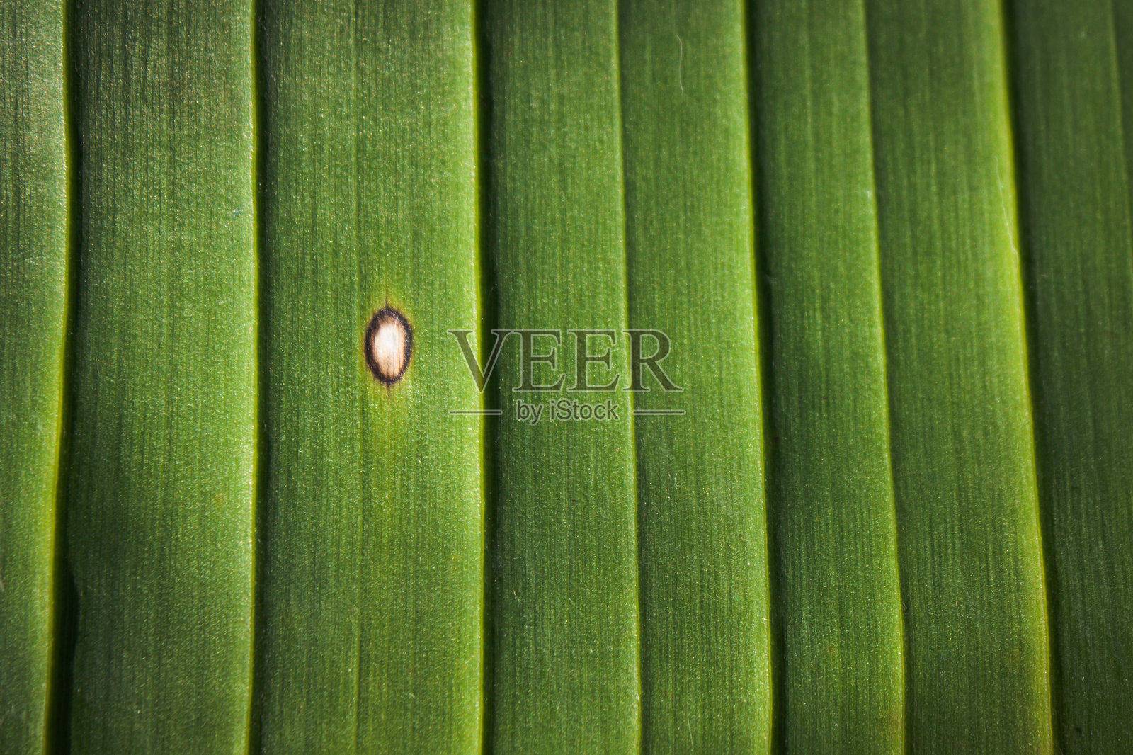 香蕉树叶的特写,有肋和脉,以及白色瑕疵。叶子图案照片摄影图片
