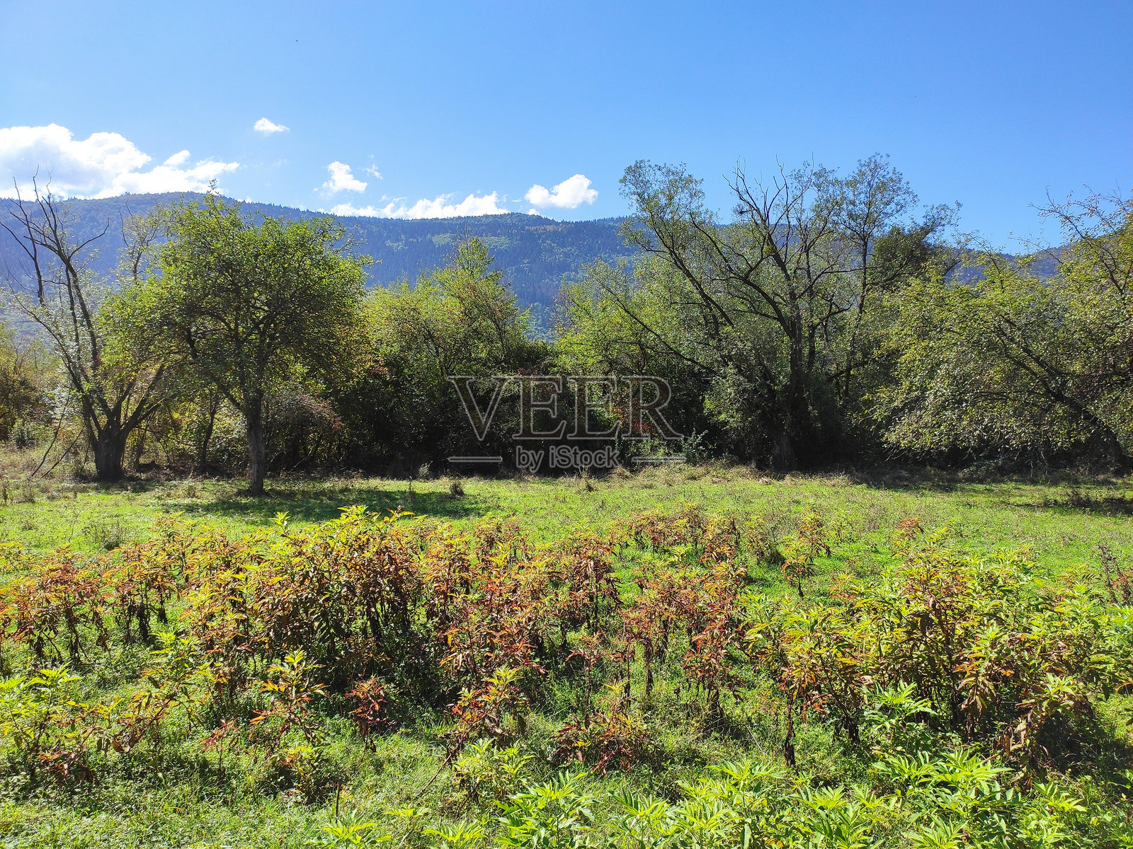 各种自然照片照片摄影图片
