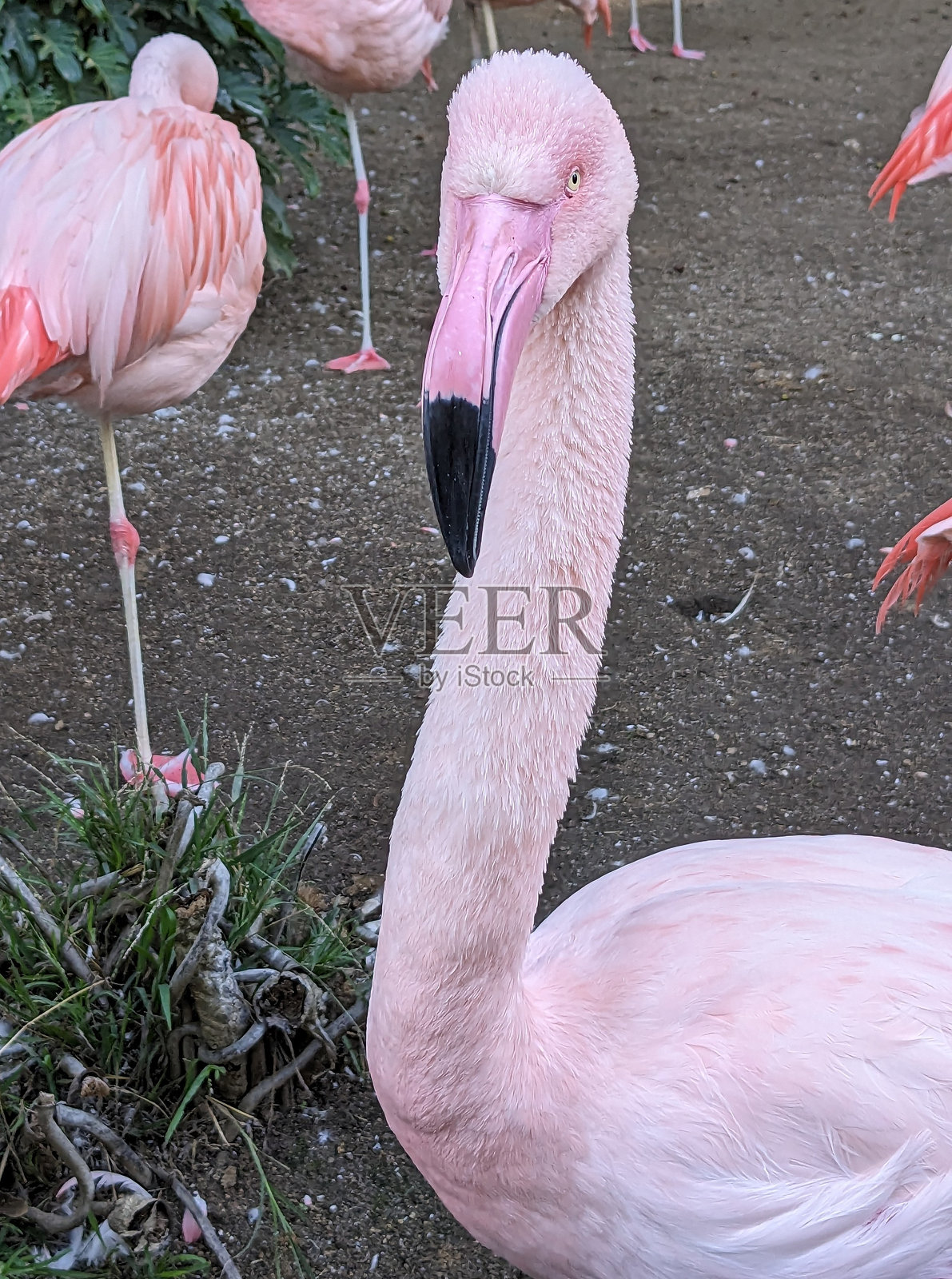 愤怒的小鸟照片摄影图片