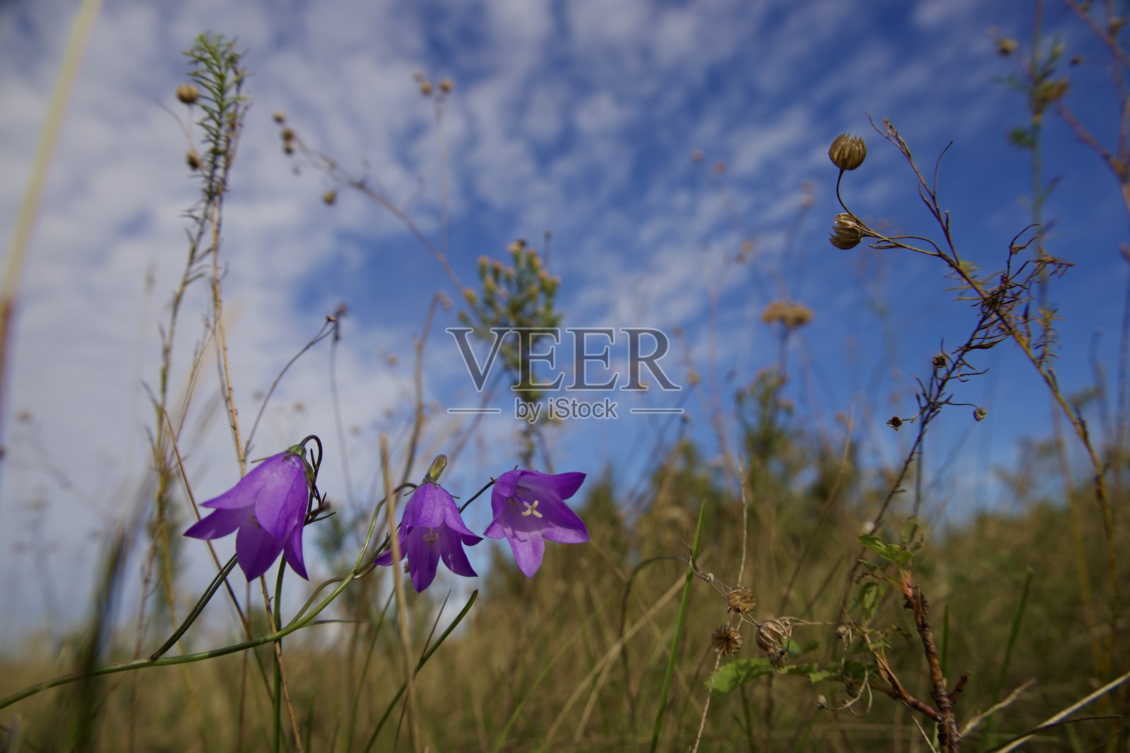 草丛中的紫色盛开的风铃花。照片摄影图片