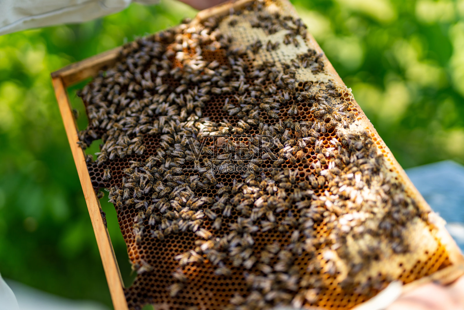 养蜂人手持一框满是蜜蜂的蜂框。养蜂人在检查蜜蜂框。照片摄影图片