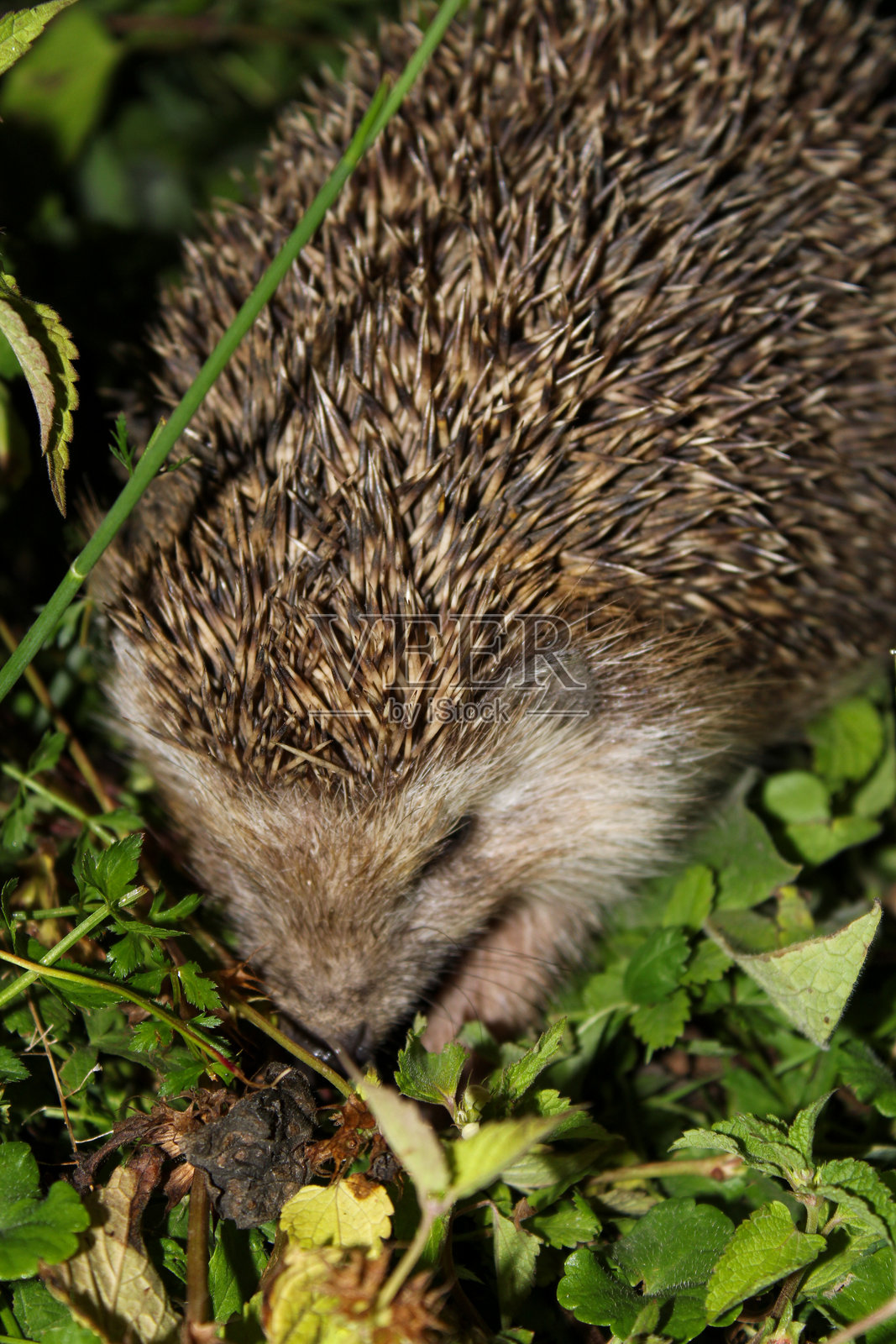 夜晚的刺猬。照片摄影图片