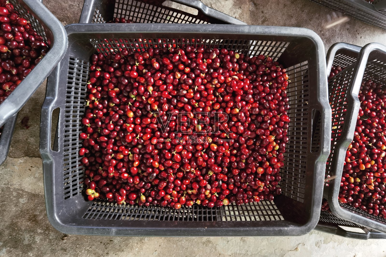 新鲜咖啡豆照片摄影图片