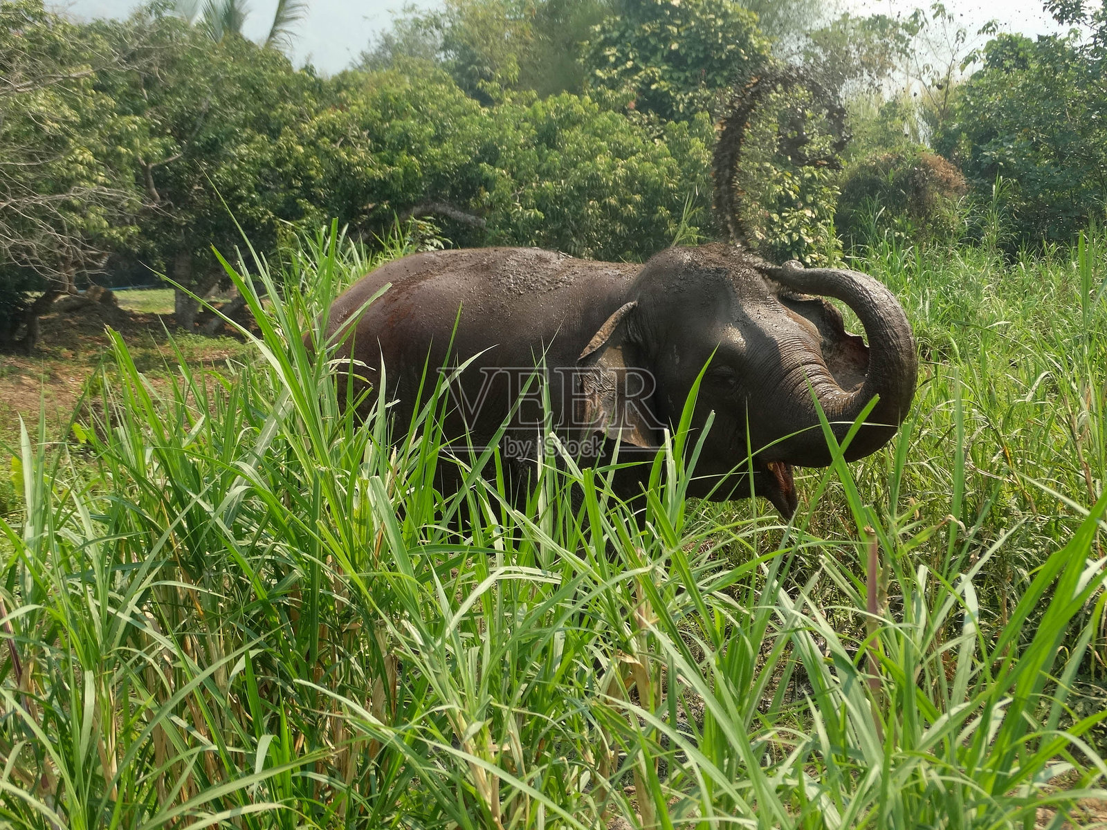 泰国亚洲象在空中抛泥照片摄影图片
