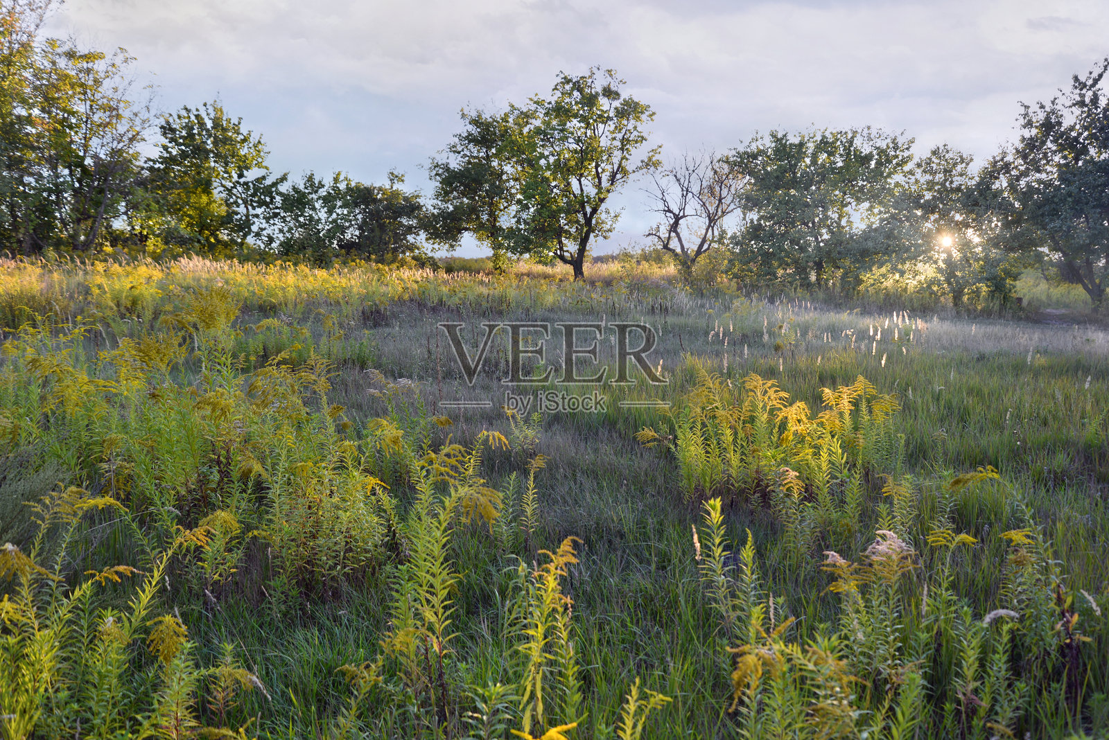 干草草甸照片摄影图片