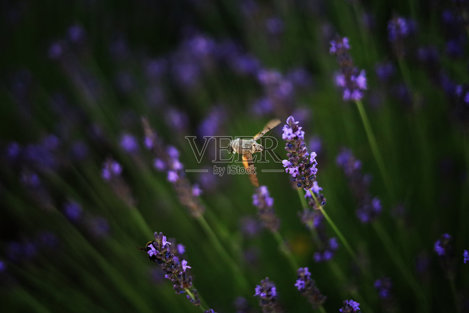 夏季花卉。照片摄影图片