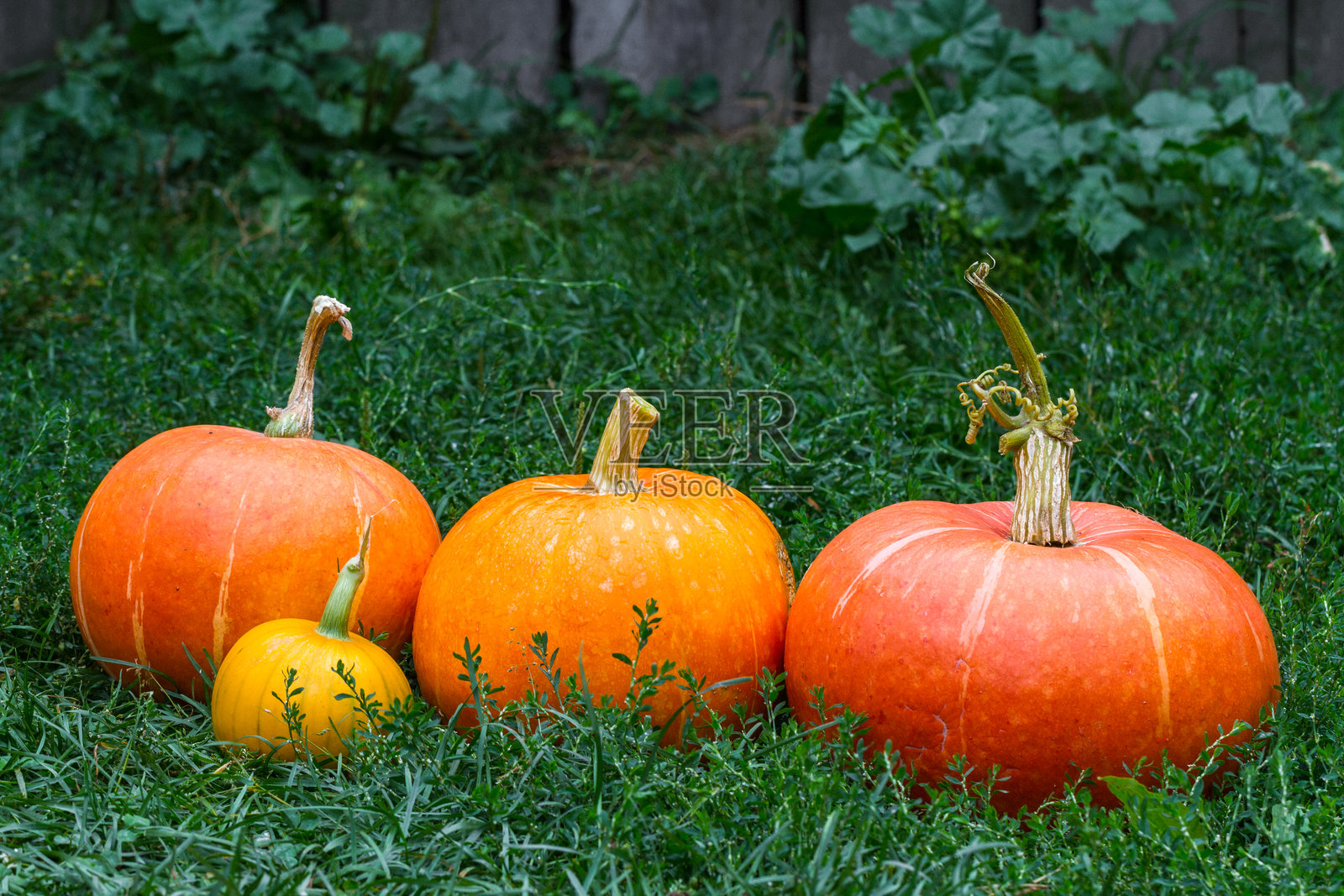 绿草上的南瓜。收获南瓜。秋季蔬菜。照片摄影图片