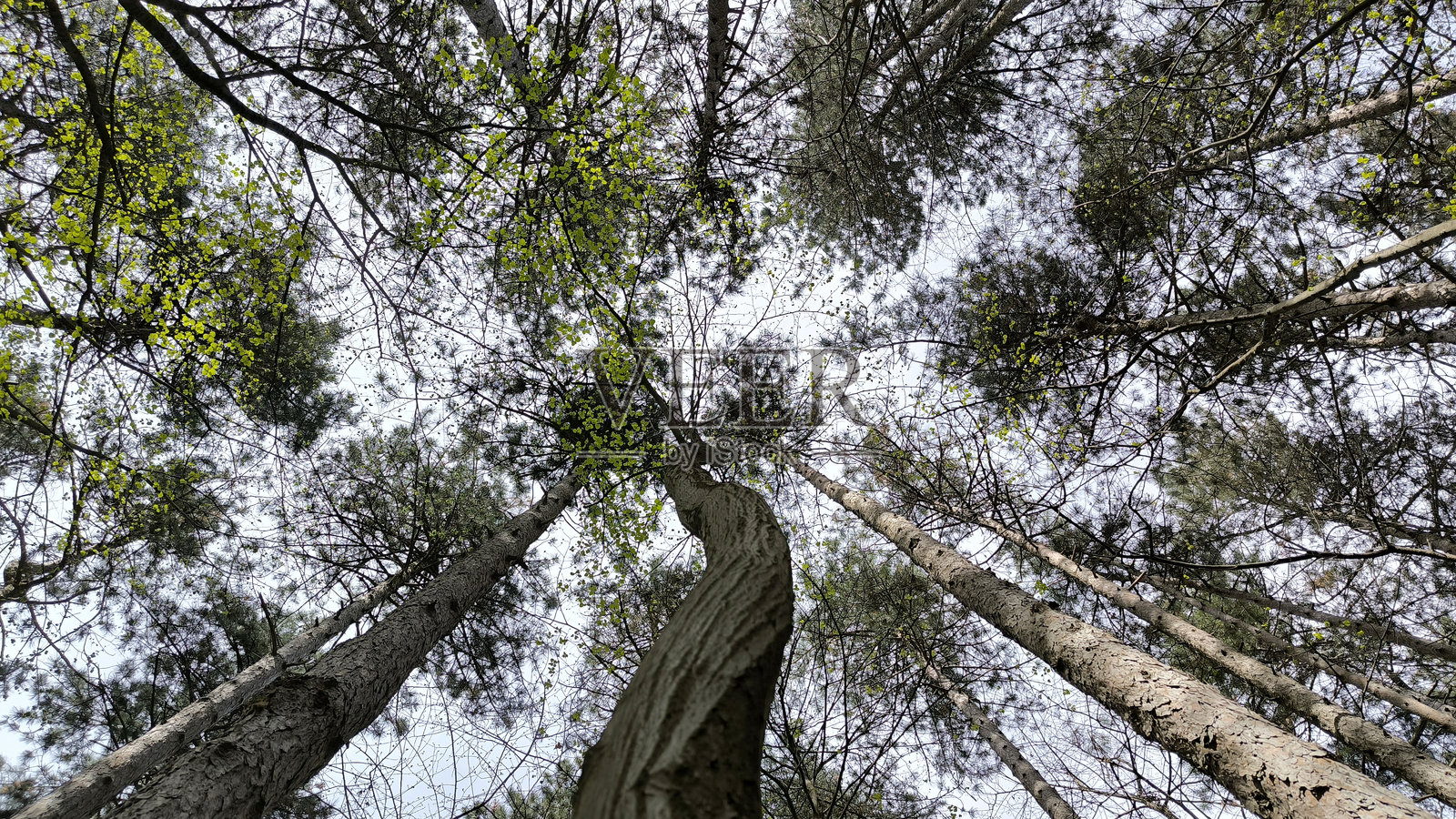 春天森林中的高大松树照片摄影图片