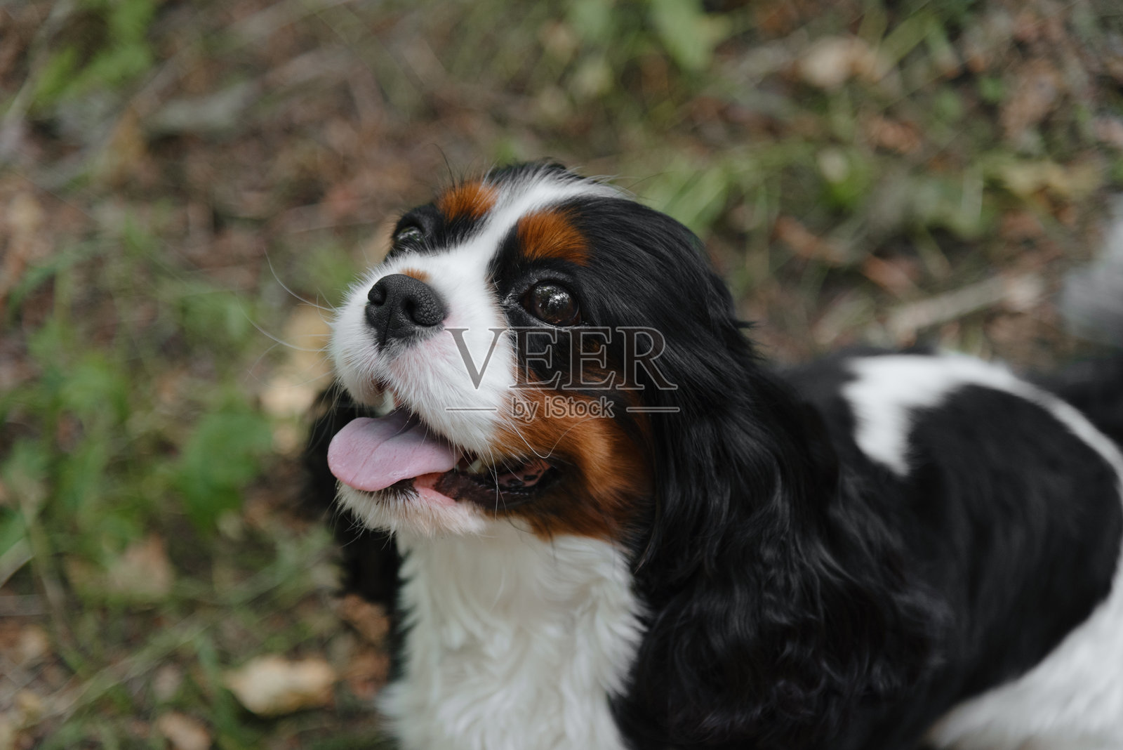 黑色猎犬坐在公园的小路上照片摄影图片