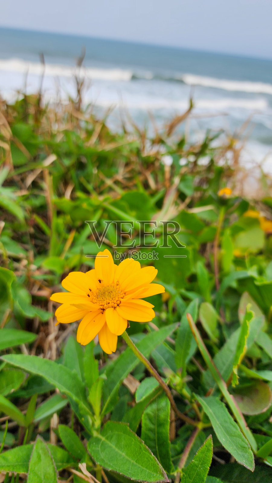 黄色花朵照片摄影图片