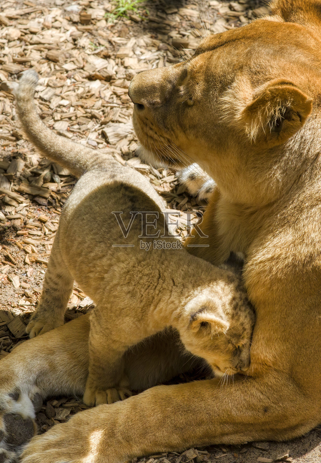 小狮子向母亲表达爱意照片摄影图片