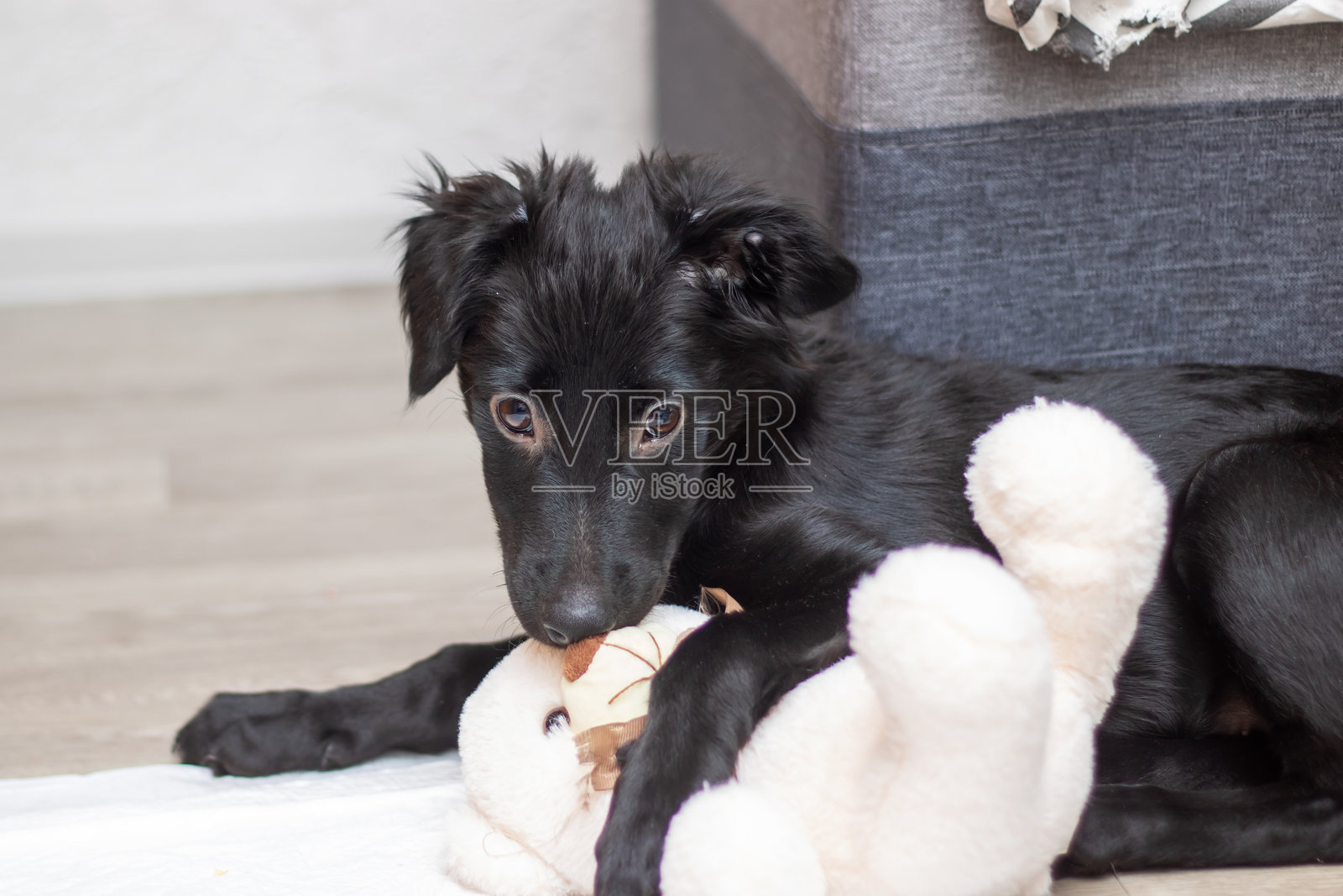 一只黑狗正在快乐地与一只白色泰迪熊互动照片摄影图片
