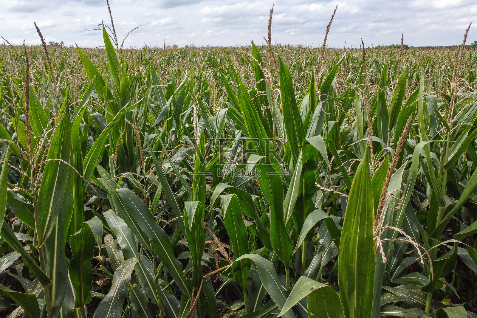 玉米田的全景照片摄影图片