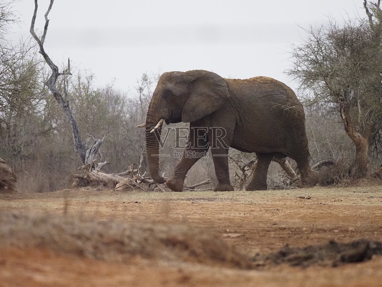 大象照片摄影图片