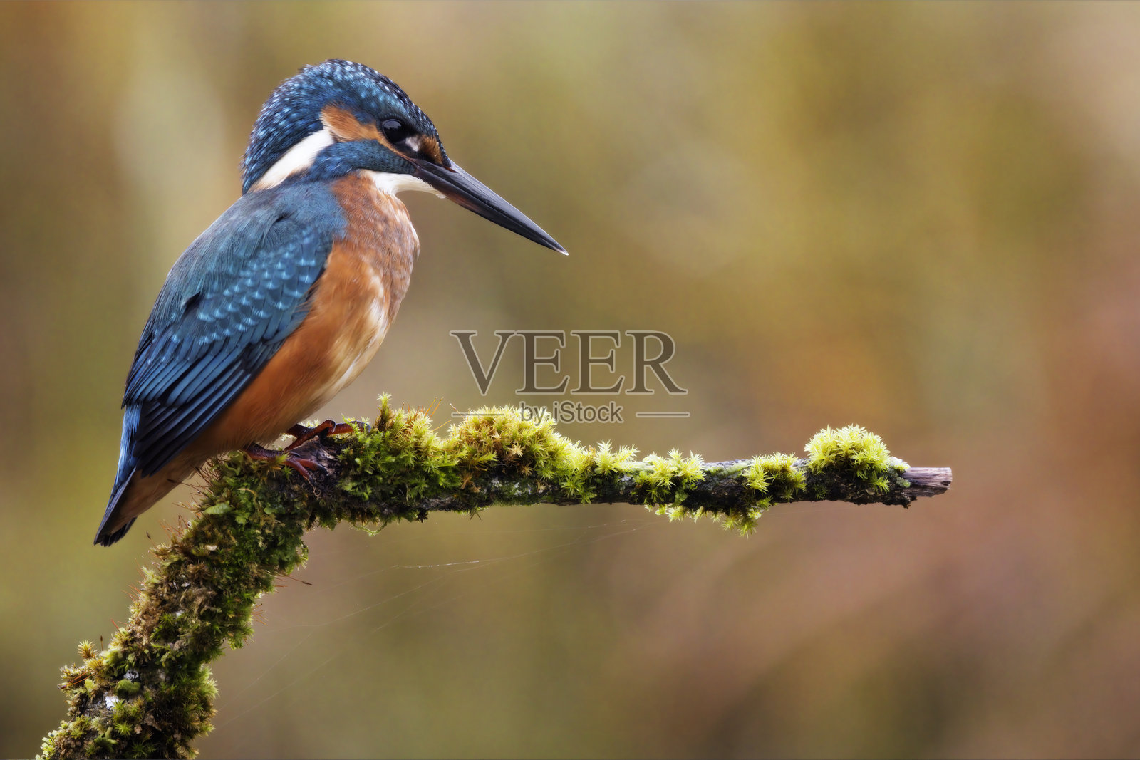 普通翠鸟栖息在树枝上照片摄影图片