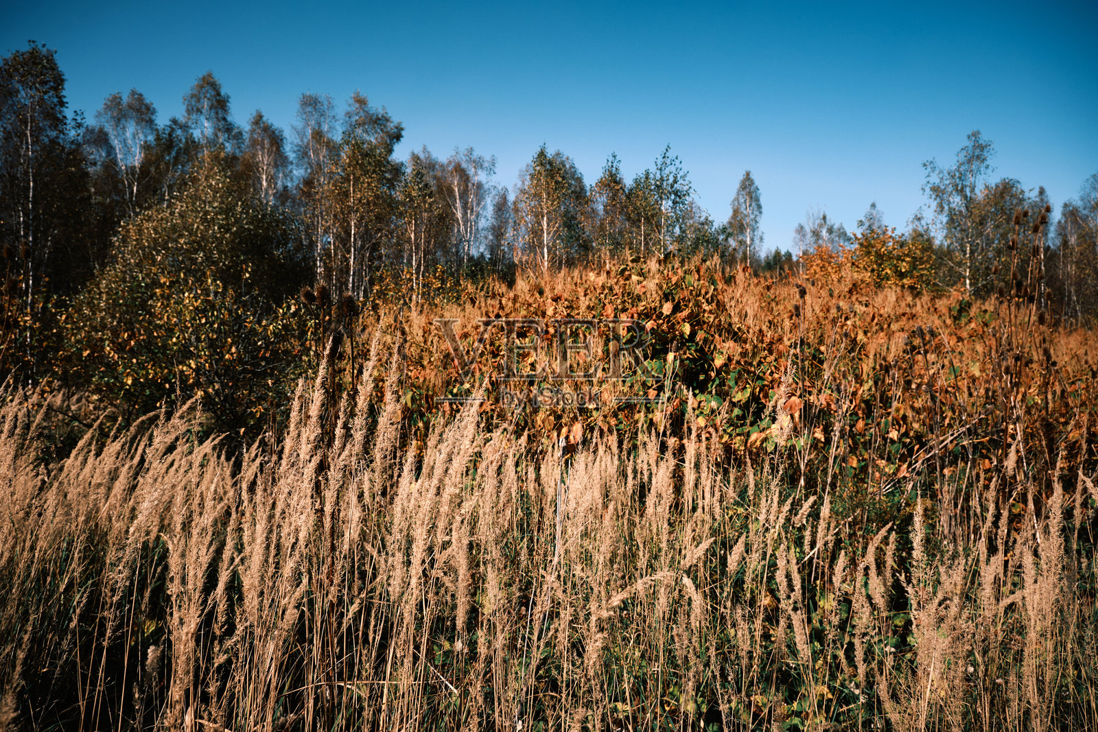 秋季野生森林中湿地草和芦苇的过度生长照片摄影图片