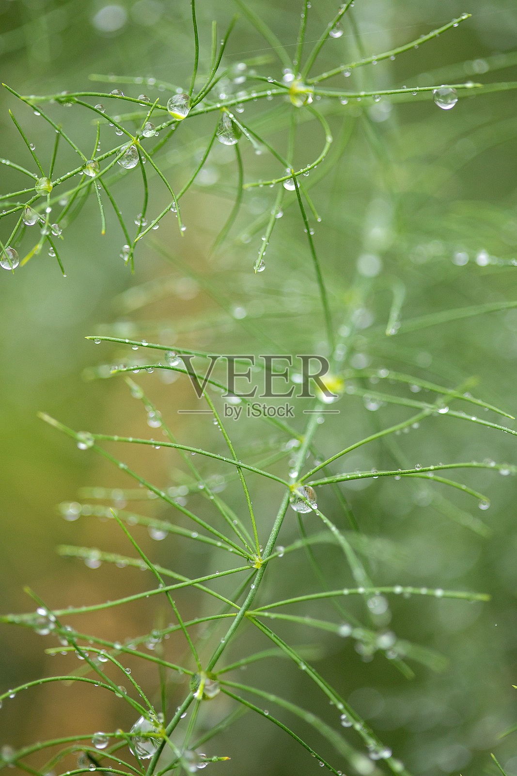 露水照片摄影图片